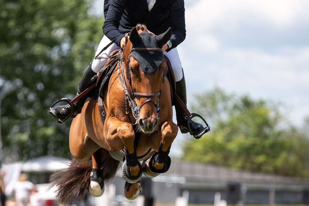 Comment devenir vétérinaire spécialisé dans l'équitation 